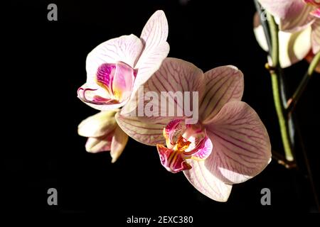 The flowers of a Moth Orchid, (A hybrid of a phalaenopsis orchid) with fine pink stripes against a black background Stock Photo