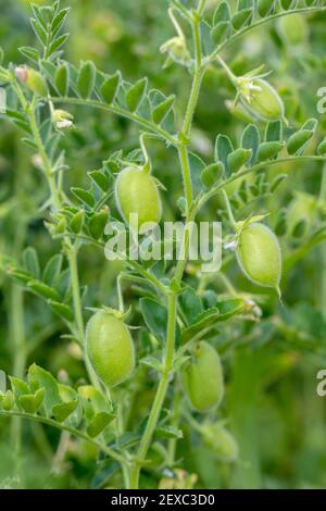 Green pod chickpea are growing on the field Stock Photo