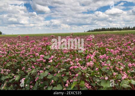 Red buckwheat flowers on the field. Blooming buckwheat. Buckwheat field on a summer sunny day.  Stock Photo