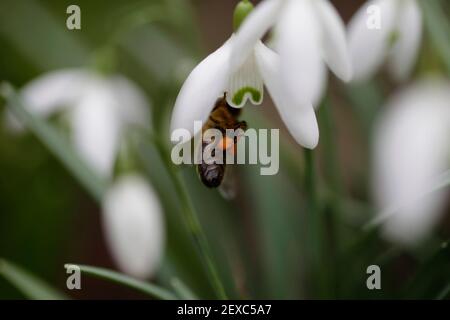 An early pollinator feasting on nectar from a Common Snowdrop (Galanthus nivalis) in late Winter/early Spring in the UK. Stock Photo
