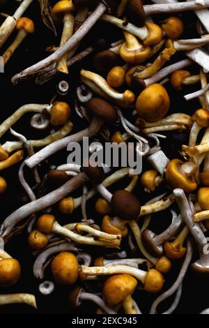 Moody flat lay still life of earth-toned mushrooms. Stock Photo