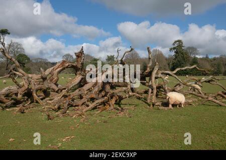 Exmoor Horn Sheep (Ovies aries) Grazing by a Fallen Tree in Parkland on a Bright Sunny Winter Day in Rural Devon, England, UK Stock Photo