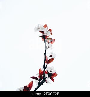 cherry blossom on the branches in spring season, sakura flowers Stock Photo
