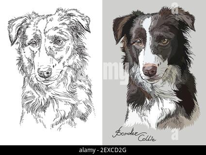 Realistic head of border collie. Vector black and white and colorful isolated illustration of dog. For decoration, coloring book pages, design, prints Stock Vector