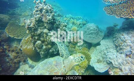 Green Turtle Swims Among Coral Reef in Zanzibar, Tanzania Stock Photo