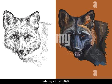Cartoon fox head drawing 1268445 Vector Art at Vecteezy