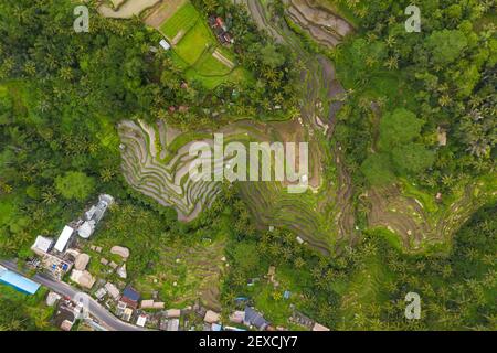Top down overhead aerial view of farm paddy rice plantations near small rural village in Bali, Indonesia Lush green irrigated fields surrounded by rainforest