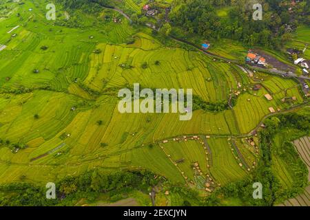 Top down overhead aerial view of lush green paddy rice field plantations with small rural farms in Bali, Indonesia Terraced rice fields on a hill
