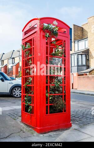 A traditional red British phone box, now being used as a planter for plants and flowers, Archway, Islington, London, UK Stock Photo