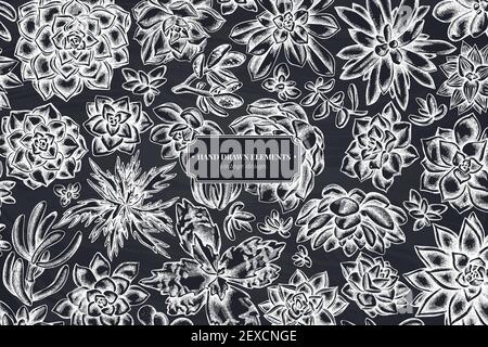 Floral design with chalk succulent echeveria, succulent echeveria, succulent Stock Vector