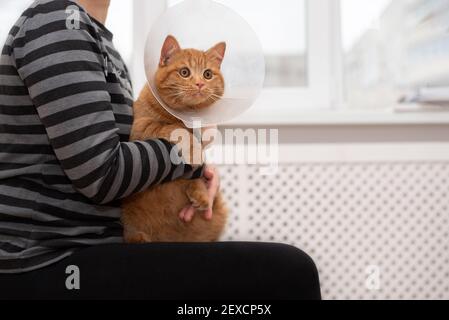 Woman holding anxious ginger cat with Vet Elizabethan collar in the veterinary clinic, close up. Concept of pets care, veterinary. Stock Photo