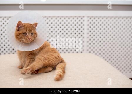 Ginger cat with Vet Elizabethan collar lying on the sofa in the room, white background, close up, copy space. Stock Photo