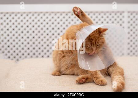 Ginger cat with Vet Elizabethan collar trying to licking his paw. Close-up of striped, cat lying on sofa in the room, washing, licking itself. Stock Photo