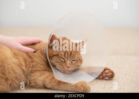 Woman's hand stroking a sick ginger cat in a vet collar. Ginger cat with Vet Elizabethan collar sleeping on the couch in the room. Close up. Stock Photo