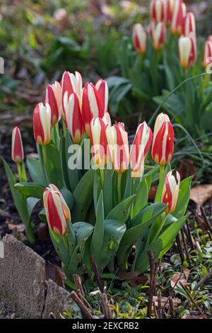 Clump of Tulipa Kaufmanniana flowering in an English garden border in spring UK Stock Photo