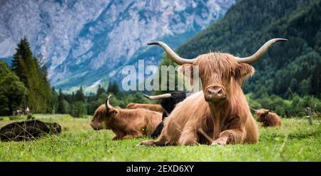 Scottish breed of rustic shaggy cattle also famous as Highland cattle lying on the green grass on the wide meadow in the Logar Valley, Slovenia. Stock Photo