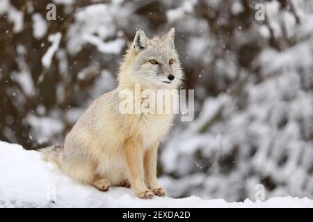 Corsac Fox, Vulpes corsac, in the nature winter habitat, found in steppes in Central Asia. Stock Photo