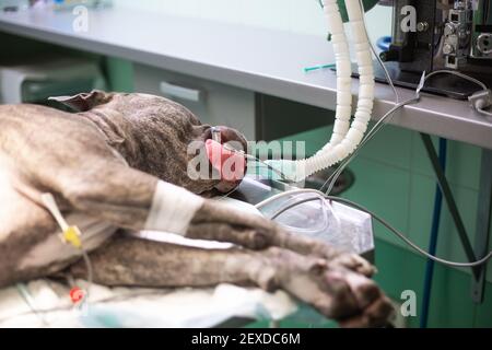 Dog under the anesthesia during the surgery act in the vet clinic, veterinary concept Stock Photo