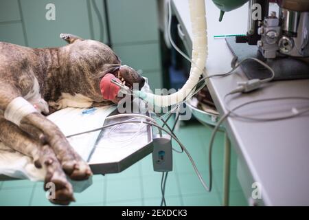 Dog under the anesthesia during the surgery act in the vet clinic, veterinary concept Stock Photo