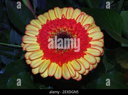 Gerbera red/yellow close-up Stock Photo