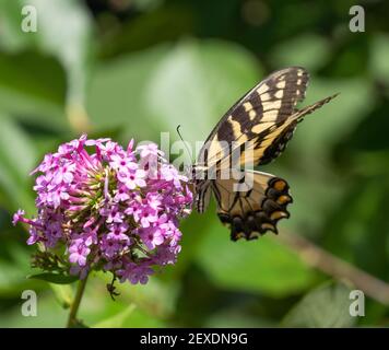 Beautiful Tiger Swallowtail butterfly  feeding on purple flower in summer garden.