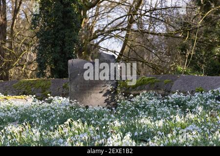 Weedon, Northamptonshire, UK - February 25th 2021: A broken slate gravestone with ivy growing up it stands surrounded by snowdrops in a churchyard. Stock Photo