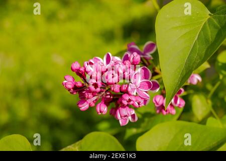 Purple Lilac with white edges. Sensation lilac. Beautiful bunch of purple flowers closeup.Blooming varietal selection two-tone lilac Syringa. The Sort Stock Photo