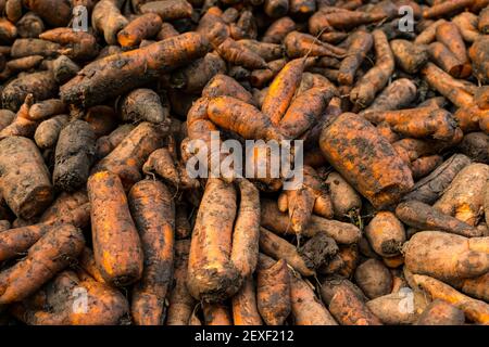 Close up of broken or deformed carrots during harvest, Luffness Mains Farm, East Lothian, Scotland, UK Stock Photo