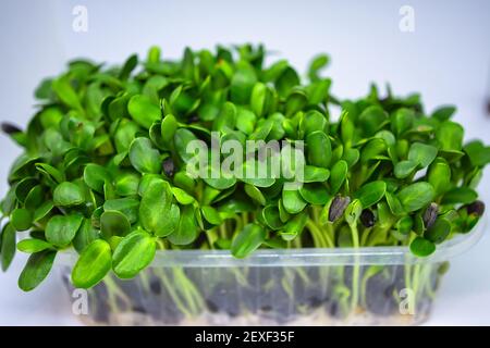 Growing micro greens, raw sprouts in greenhouse home conditions. Stock Photo