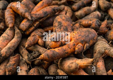 Close up of broken or deformed carrots during harvest, Luffness Mains Farm, East Lothian, Scotland, UK Stock Photo