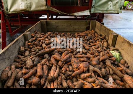 Crate of broken or deformed carrots during harvest, Luffness Mains Farm, East Lothian, Scotland, UK Stock Photo