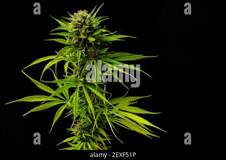 close-up bud marijuana Caramel on black background with space for text Stock Photo