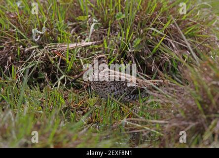 Great Snipe (Gallinago media) adult in an upland bog Kenya              November Stock Photo