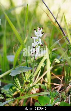 White flower of common fumitory -fumaria officinalis - in a field , spontaneous flower during springtime Stock Photo