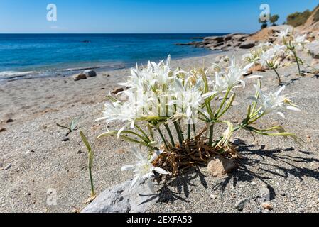 White wild flowers of lilies on the beach by the mediterranean sea. Selective focus, close-up. Crete island, Greece. Stock Photo