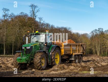Tractor with harvest lod of carrots at Luffness Mains Farm, East Lothian, Scotland, UK Stock Photo