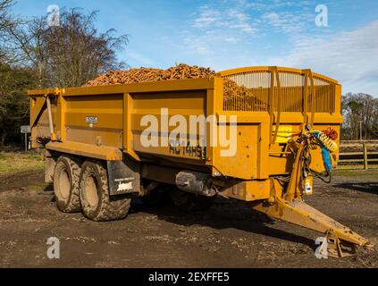 Tractor trailer loaded with carrots during harvest, Luffness Mains Farm, East Lothian, Scotland, UK Stock Photo