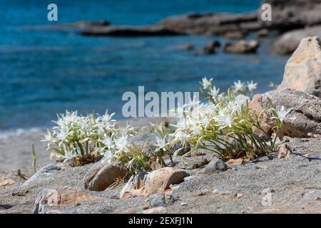White wild flowers of lilies on the beach by the mediterranean sea. Selective focus, close-up. Crete island, Greece. Stock Photo
