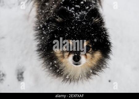 Pomeranian playing in the snow Stock Photo