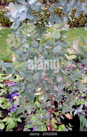 Eucalyptus gunnii ‘Azura’ Young eucalyptus tree – silvery blue grey egg-shaped leaves on red stems,  March, England, UK Stock Photo