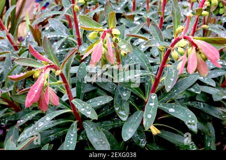 Euphorbia amygdaloides ‘Purpurea’ wood spurge Purpurea – bright yellow flowers atop red shoots and dark green leaves,  March, England, UK Stock Photo