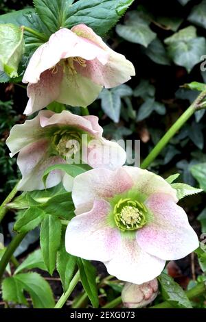 Helleborus x hybridus ‘Pink Lady Spotted Lady Series’ Hellebore Pink Lady Spotted – deep pink flowers with pale green tinges,  March, England, UK Stock Photo