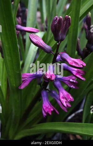 Hyacinthus orientalis ‘Purple Star’ Hyacinth Purple Star – violet mauve and blue flowers,  March, England, UK Stock Photo