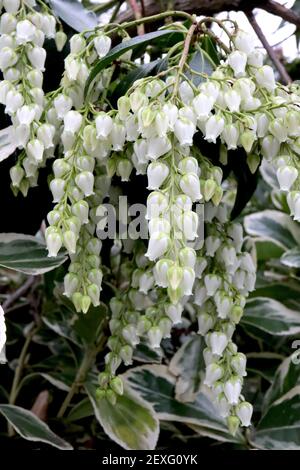 Pieris japonica ‘White Rim’ Japanese Andromeda White Rim – pearly white urn-shaped flowers and variegated foliage,  March, England, UK Stock Photo