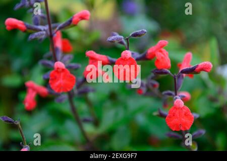 Salvia Blepharophylla Painted Lady,salvias,scarlet red flowers,scarlet red coloured flowers,RM Floral Stock Photo