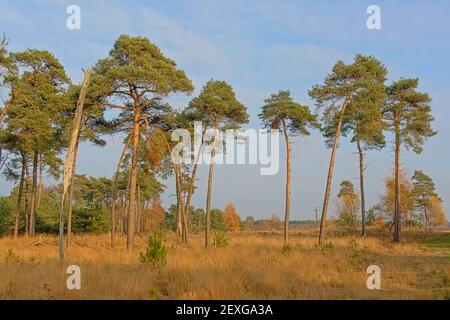 Landscape with grassland and spruce and pine forest in Kalmthout heath nature reserve, Flanders, Belgium Stock Photo