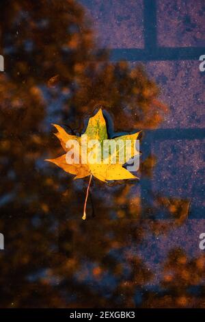 Vertical fall autumn nature background with fallen maple leaf in water, reflected in a puddle. Autumn background with natural elements, Vertical photo Stock Photo