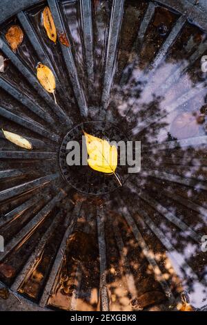 Natural autumn background photo, fallen oak tree leaves lay on the ...