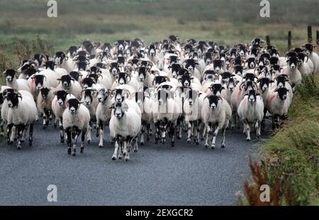 A herd of sheep being driven along a country lane Stock Photo