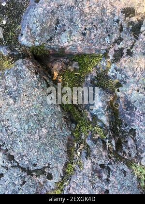 Nordic nature. Green moss on granite stones texture background Stock Photo